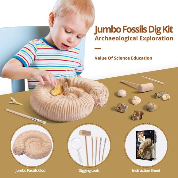 Fossil Dig Kit - Excavate 12 Prehistoric Fossils(1 Set) - Picture 4 of 8